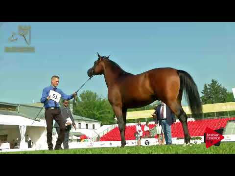 N.51 BEJRUT - 2017 Pride Of Poland - 2 Years Old Colts (Class 5)