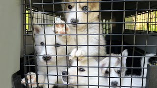 I Had to Take All My Foster Puppies to the Vet