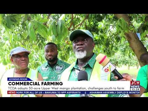 Commercial Farming: TCDA adopts a 50-acre Upper West mango plantation, challenging youth to farm