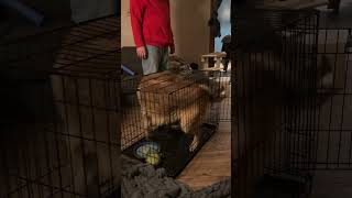 Video preview image #1 Mutt Puppy For Sale in Minneapolis, MN, USA