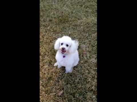 Scooby, an adopted Poodle in Dover, MA_image-1