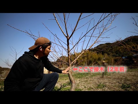 なぜ8月に果樹を接ぎ木するのでしょうか？どうすればうまくいきますか？  庭園