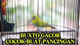 Download lagu PANCINGAN PLECI GACOR‼️PANCINGAN PLECI BAHAN&PLECI MALAS BUNYI mp3 Download lagu PANCINGAN PLECI GACOR‼️PANCINGAN PLECI BAHAN&PLECI MALAS BUNYI mp3