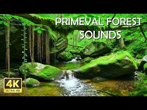 Primeval Forest Sounds, Flowing Water and Birdsong in the Forest, Natural Sound for Mind Relaxation