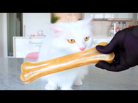 Can Cats Eat Dog Bone Snack?