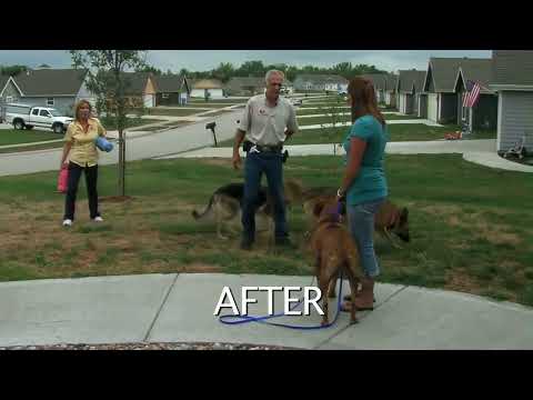 The Keys to a Fantastic Dog! Promo Video for Gentle Dog Training.com