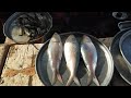 Big Size Hilsa Fish In Gujarat Fish Market ParthaMaiti