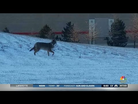 Keeping coyotes out of your yard