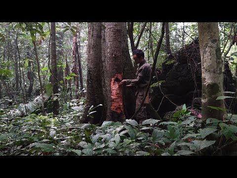 How to get resin from plants to trap wild birds | LIVING OFF THE GRID | Episode 19