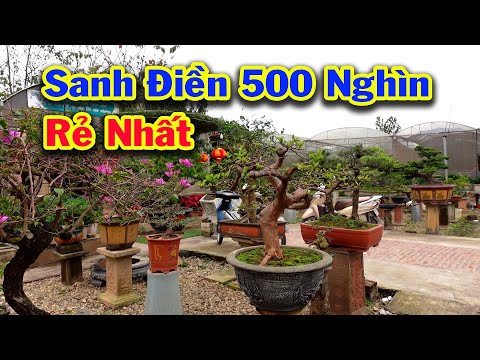 Cây Quý nhiều người săn lùng, sanh nam điền giá rẻ còn bao Ship, si, sung, linh sam, ổi, duối