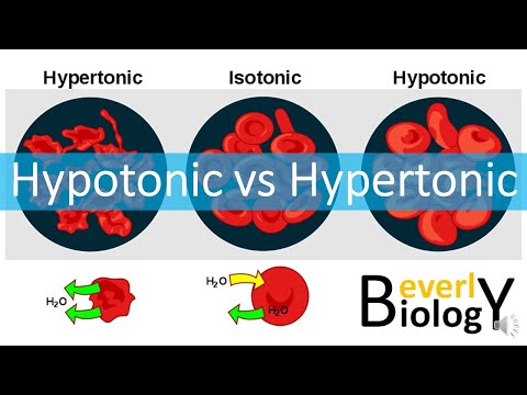 Hypotonic vs Hypertonic Solutions