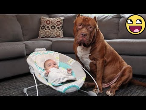 The Sweetest Dogs Protecting Their Humans With Pure Love 🥹🐶