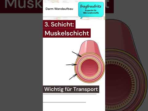 Darm Wandaufbau - Anatomie [Krankheiten verstehen] #fragfraufritz