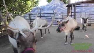 Real Reindeer at the L.A. Zoo