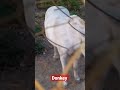Shorts Animals Donkey Safari Park