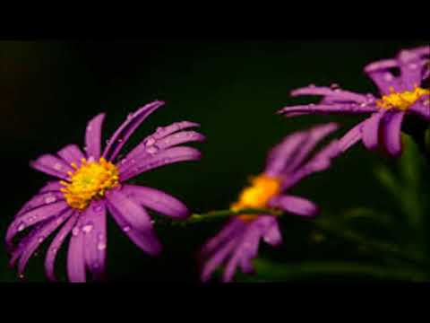 Sondura Me Siyumali - Karunarathna Divulgane....සොඳුර මේ සියුමැලි ඔබමදැ'යි