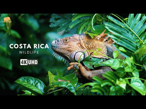 COSTA RICA WILDLIFE 4K ULTRA HD - ANIMALS OF COSTA RICA 4K UHD