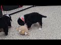 Miniature Bernese Mountain Dog dogs for sale: Rusty - Video 1