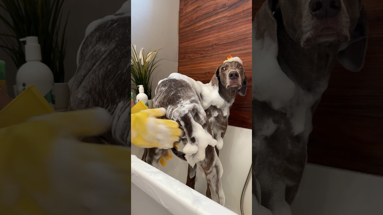 МЫ ОТМЫЛИ ОСКАРУ ПОПКУ 😍