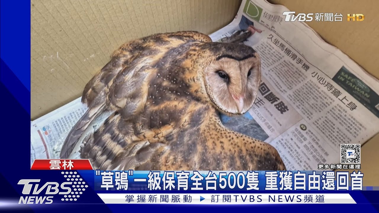 貓頭鷹「小蘋果」困鳥網受傷獲救!3個月野放