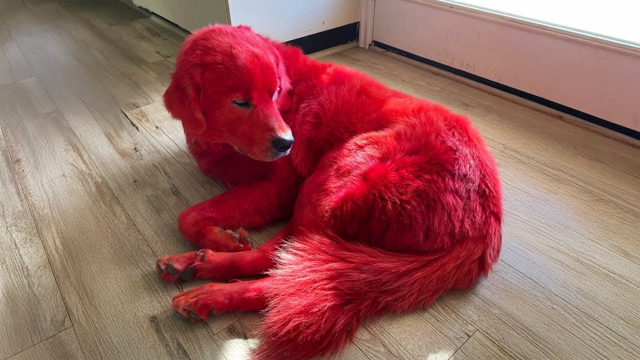Woman Dyes Her Dog Red... The Reason Why Is Sad