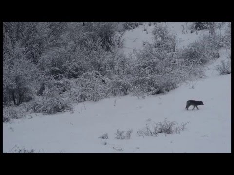 Excepcional encuentro entre un lince y un lobo en la naturaleza