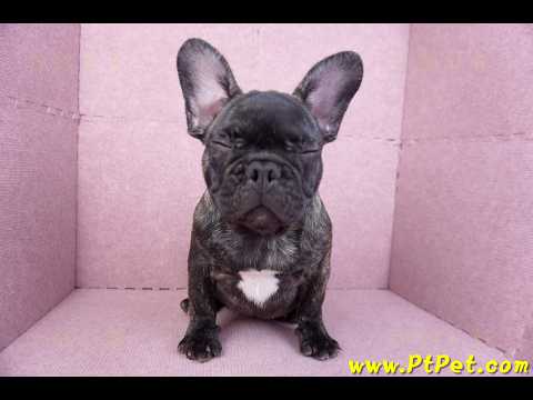 09/18虎斑色法國鬥牛母幼犬