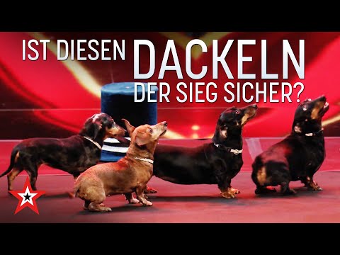 Video Thumbnail: Hundeact! Ist diesen Dackeln der Sieg sicher? | Das Supertalent vom 24.10.2020