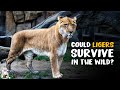 Could Ligers Survive in The Wild?