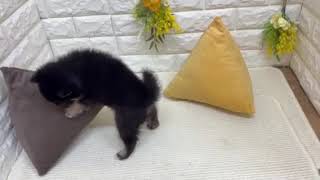 ハーフ犬の動画01