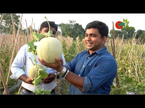 Rock melon (রক মেলন)- সফল বানিজ্যিক চাষ বাংলাদেশে