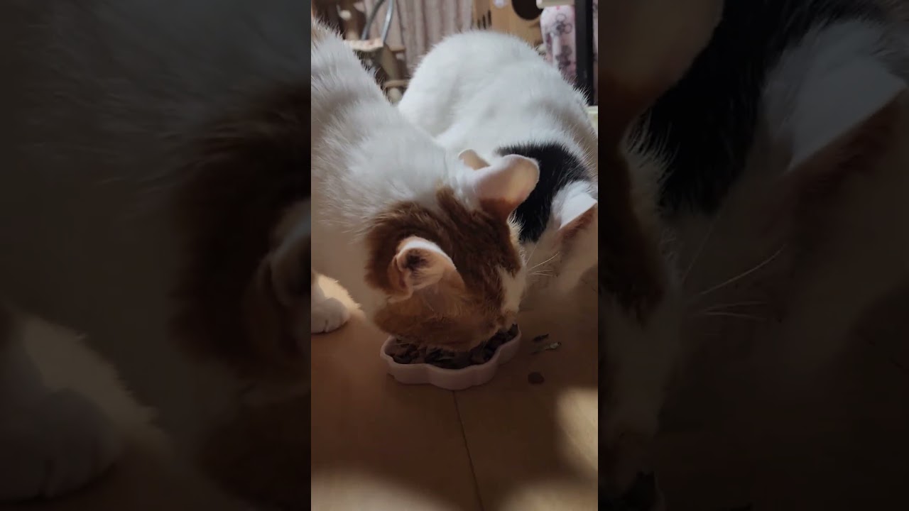 喧嘩をせずに仲良くご飯を食べる猫同士#shorts