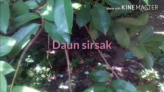 Download lagu Virall....?? Obat tumor yang beraksiat super.. mp3