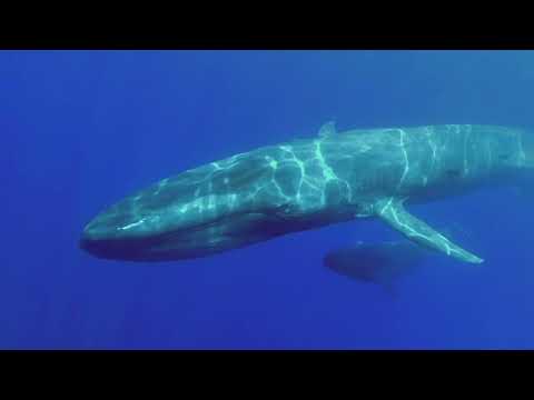 WHALE FACTS! - Educational Video for Kids!