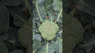 Seed vs. Store Bought Broccoli: Which One Grows Better? 🥦#youtubeshorts #broccoli #growyourownfood