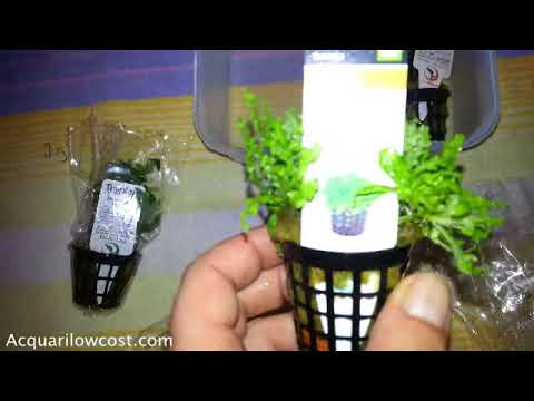 Pogostemon Helferi Blyxa Japonica e Staurogyne Repens piante acquario Unboxing