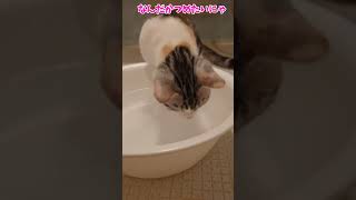 【チビびび】子猫の水遊び #shorts #shortvideo #cat #子猫 #猫動画