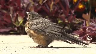 Humans first filmed a video of a sparrow dying of natural causes.