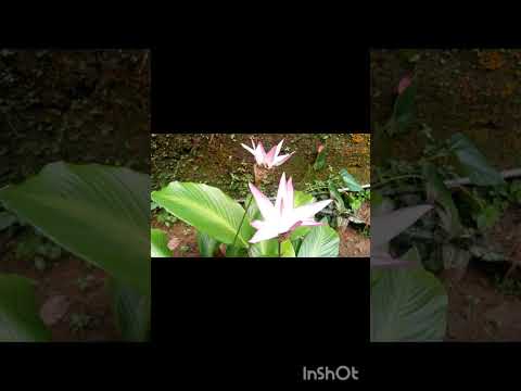   The flowers in our garden