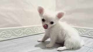 チワワ（ロング）の動画01