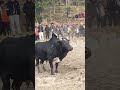 Bullfight Dhading Nepal