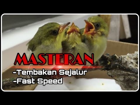 download lagu mp3 mp4 Download Masteran Tembakan Sejalur, download lagu Download Masteran Tembakan Sejalur gratis, unduh video klip Download Masteran Tembakan Sejalur