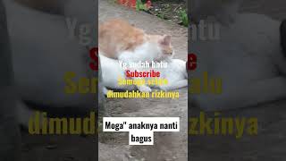 Download lagu cara kucing berkembang biak #kucing #memelucu mp3