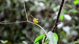 preview picture of video 'Yellow-bellied Fantail'