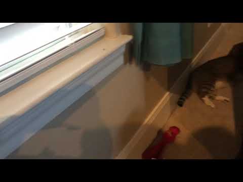 My cats but it’s an early 2000s music video