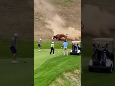 Cow tumbling toward golfers thumbnail