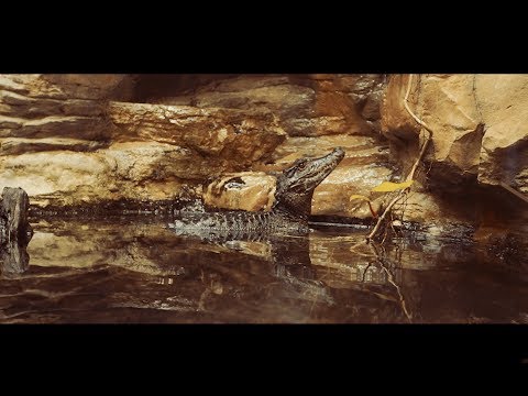 Video thumbnail for Lacoste