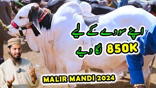 Malir Cow Mandi PRICE UPDATES | Bargaining for SODA | Cattle Market Karachi | Bakra Eid 2024