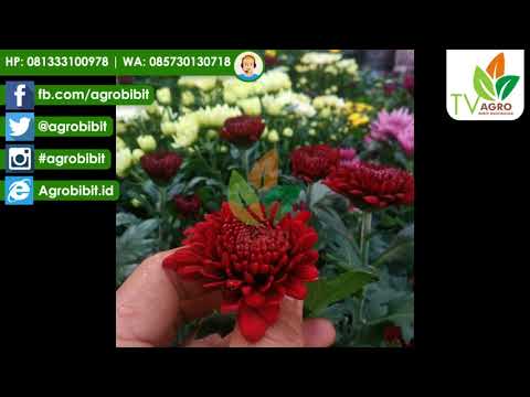 Jual Bibit Krisan Biji 20 cm Murah