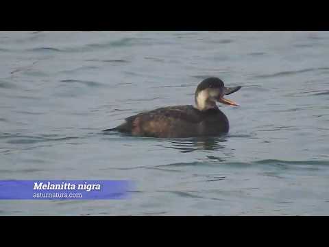 Vídeo de Melanitta nigra. <em>© César Fernández González